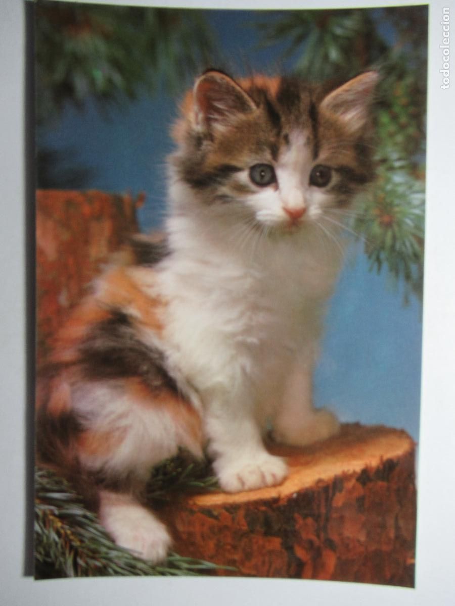 Postales: Postal Gato Gatito - Foto 1