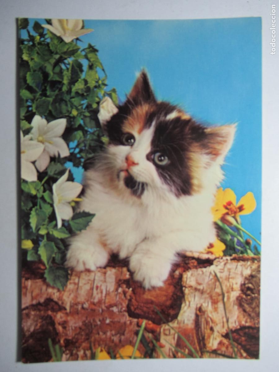 Postales: Postal Gato Gatito - Foto 1