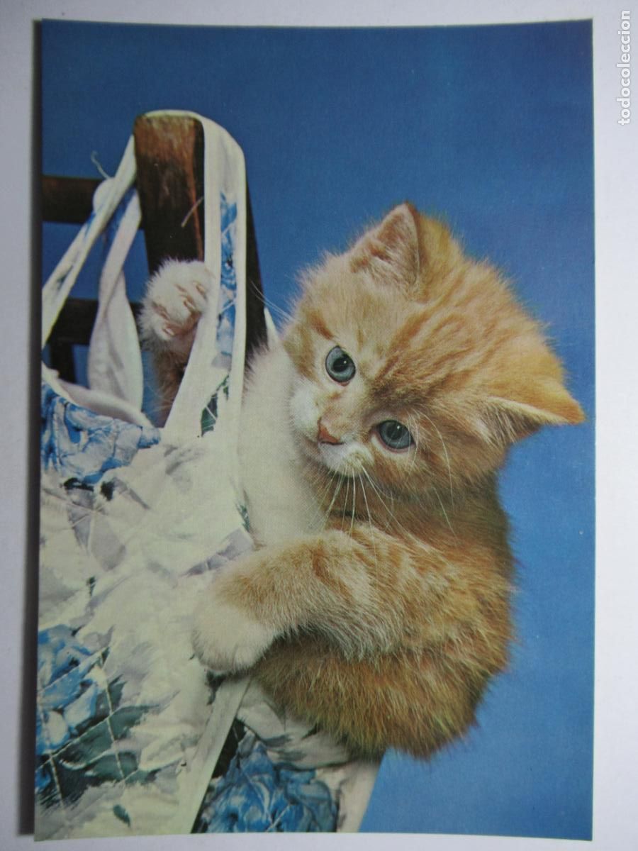 Postales: Postal Gato Gatito - Foto 1