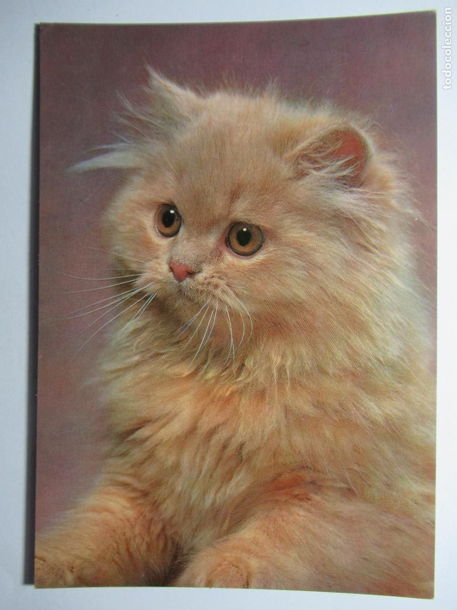 Postales: Postal Gato Gatito - Foto 1
