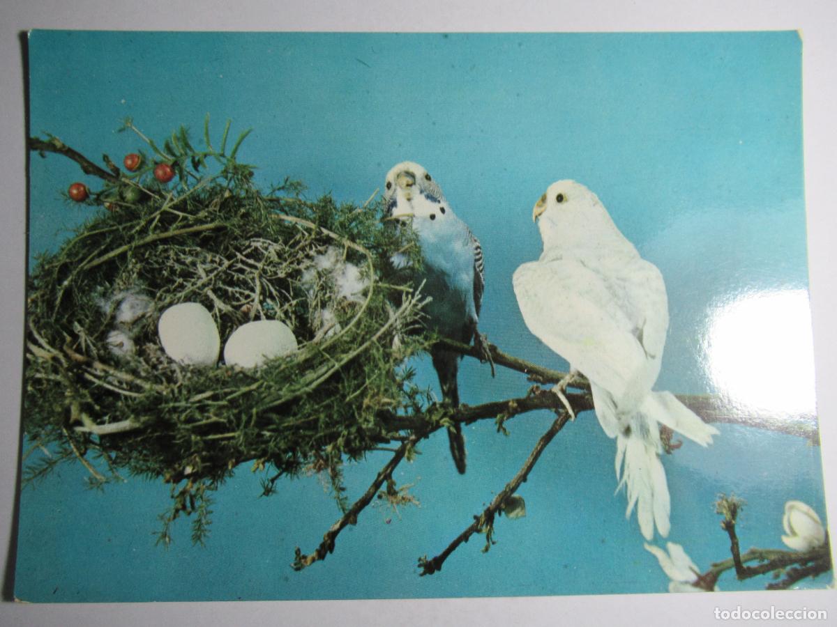 Postales: Postal Aves, p&aacute;jaros blancos - Foto 1
