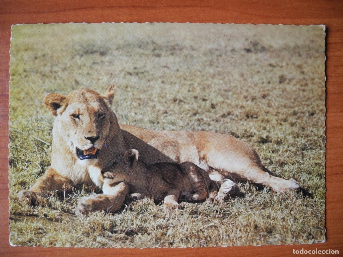 Postales: Leona y su cria. Kenia. Circulada 1967