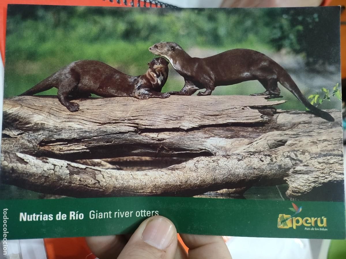 Postales: Postal NUTRIAS DE RIO El Parque Nacional del Manu CUSCO y MADRE DE DIOS Per&uacute; PATRIMONIO NATURAL DE