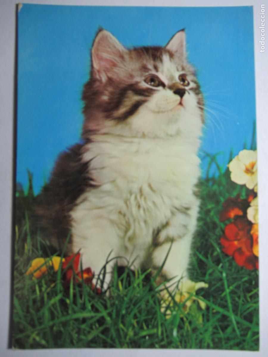 Postales: Postal Gato Gatito - Foto 1