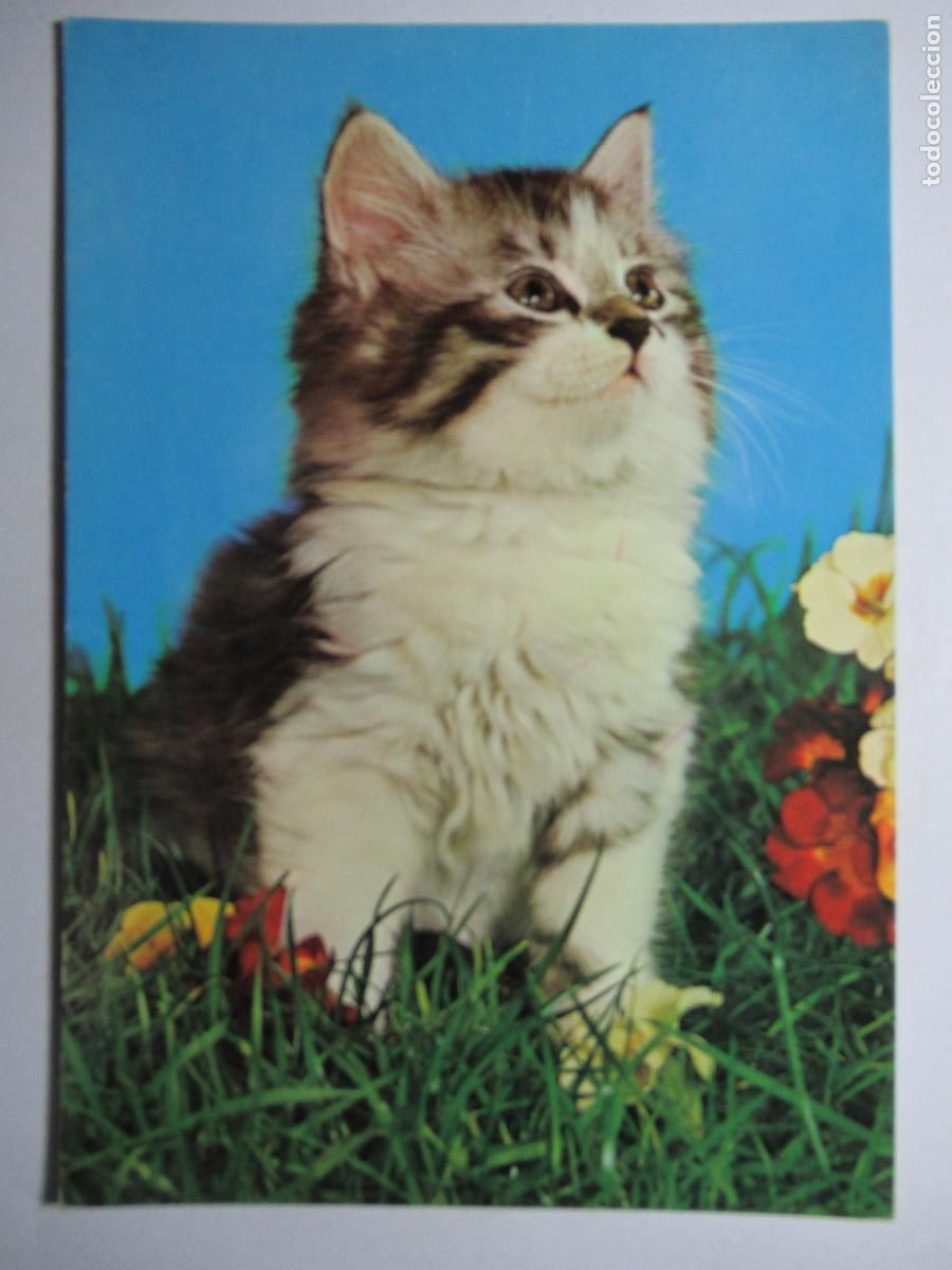 Postales: Postal Gato Gatito - Foto 1