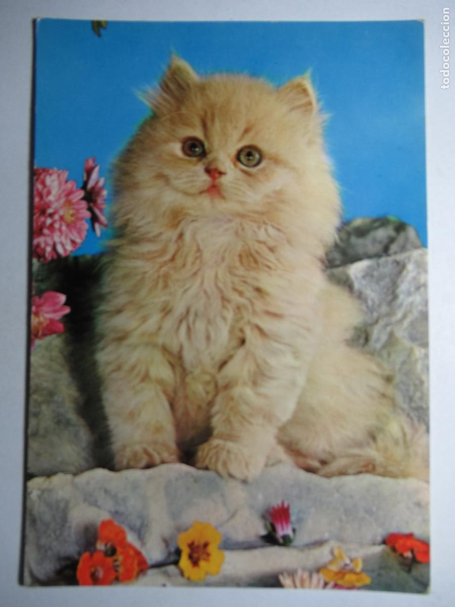 Postales: Postal Gato Gatito - Foto 1
