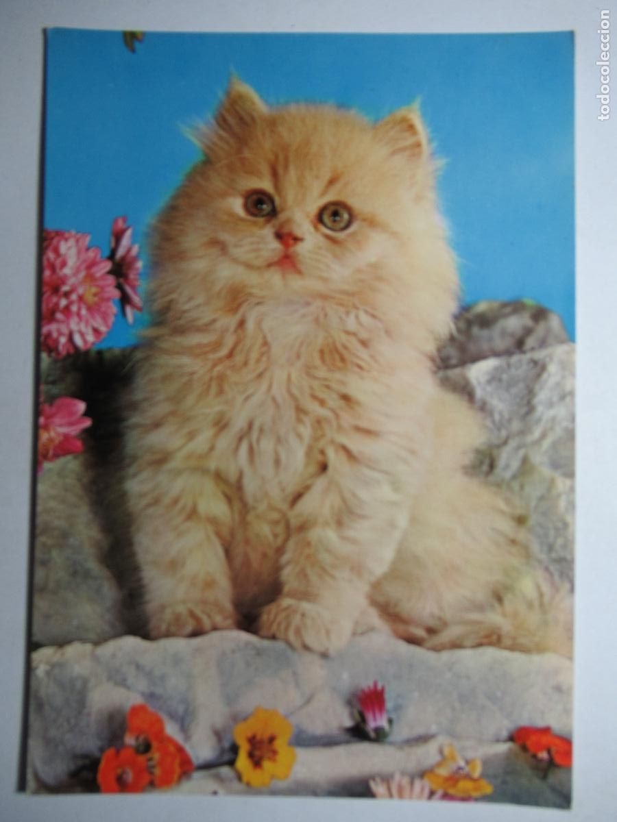 Postales: Postal Gato Gatito - Foto 1