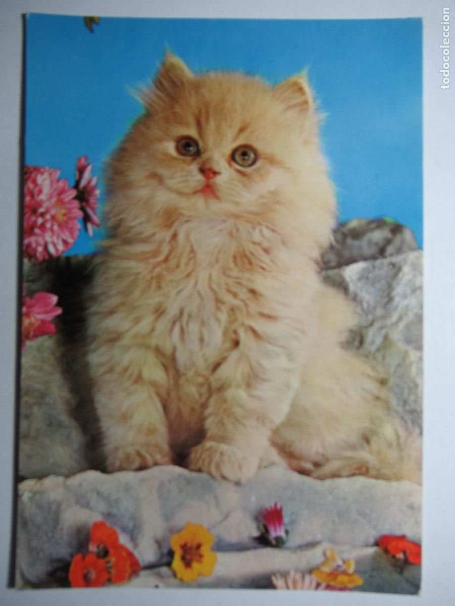 Postales: Postal Gato Gatito - Foto 1