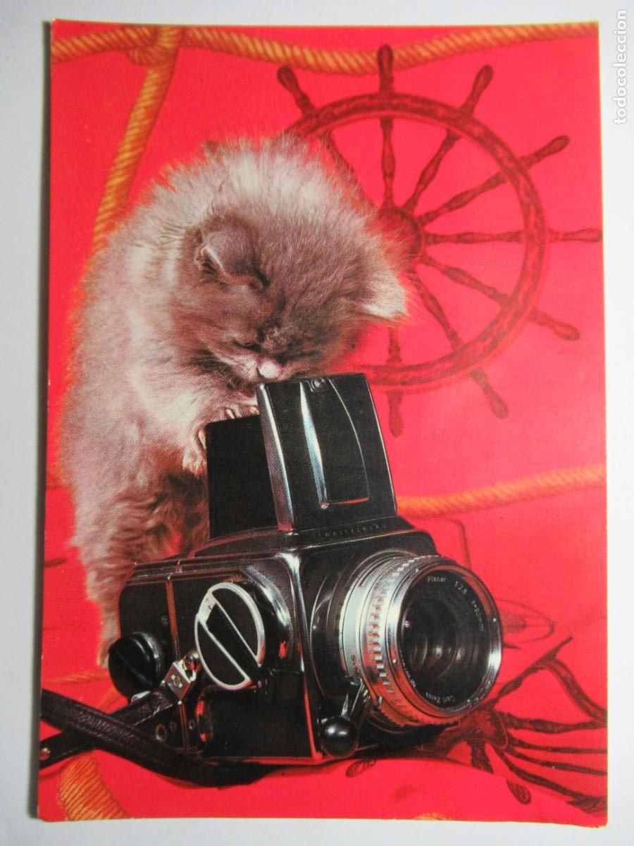 Postales: Postal Gato Gatito - Foto 1