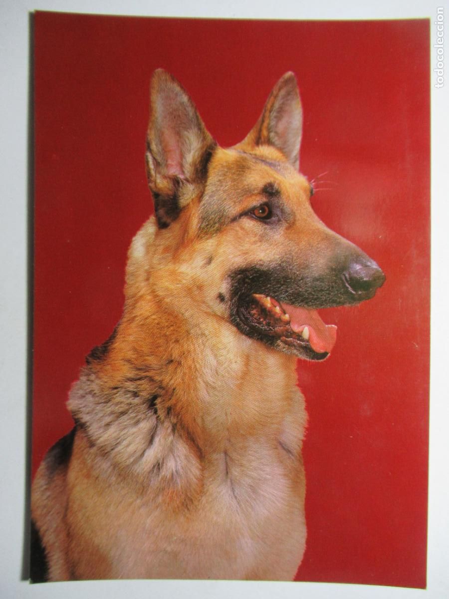 Postales: Postal Perro perrito - Foto 1
