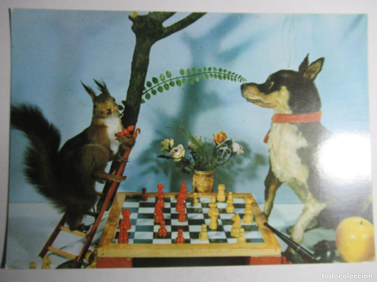 Postales: Postal Perro perrito y ardilla - Foto 1