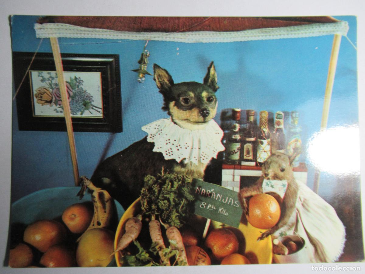 Postales: Postal Perro perrito - Foto 1