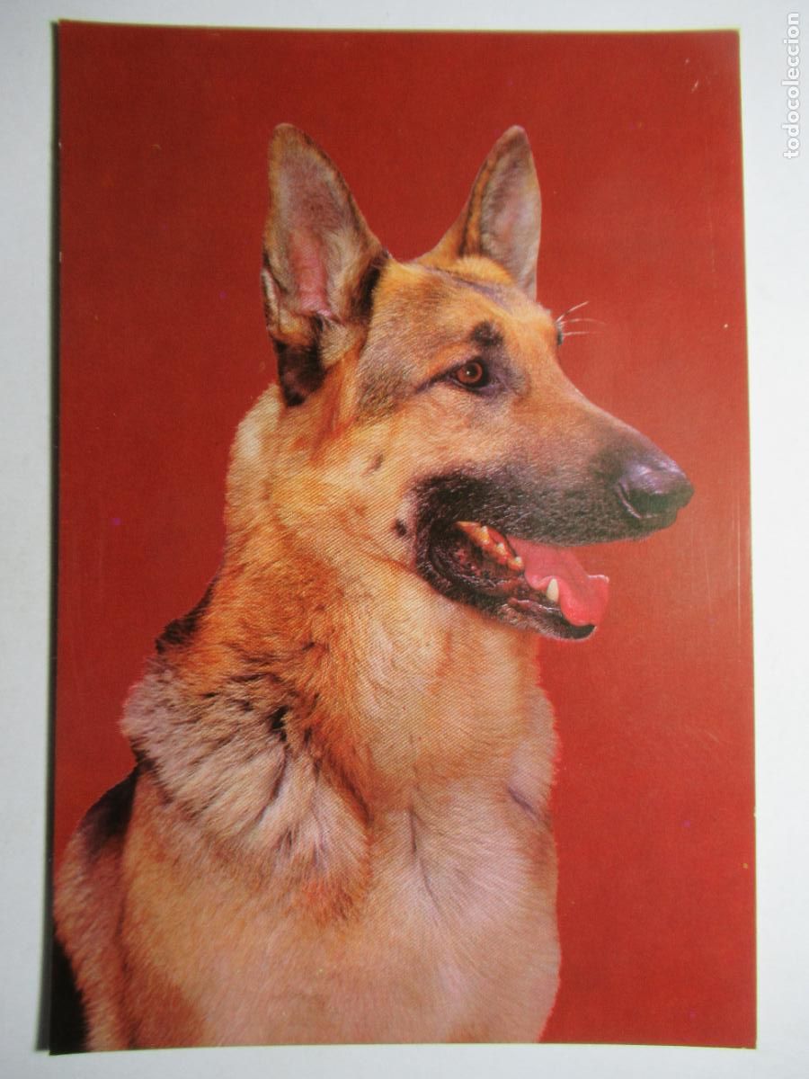 Postales: Postal Perro perrito - Foto 1