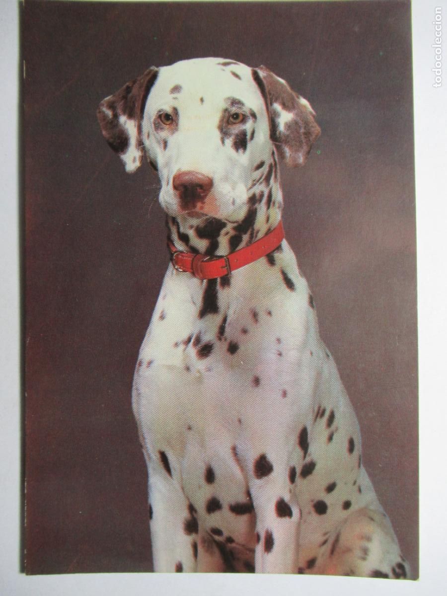 Postales: Postal Perro perrito - Foto 1