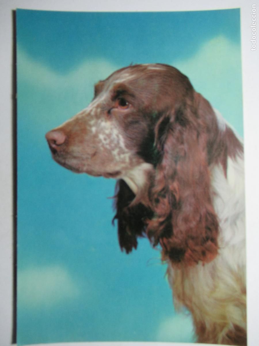 Postales: Postal Perro perrito - Foto 1