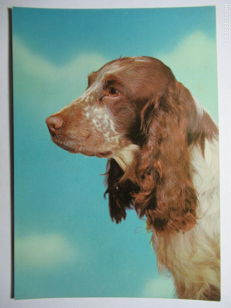 Postales: Postal Perro perrito - Foto 1