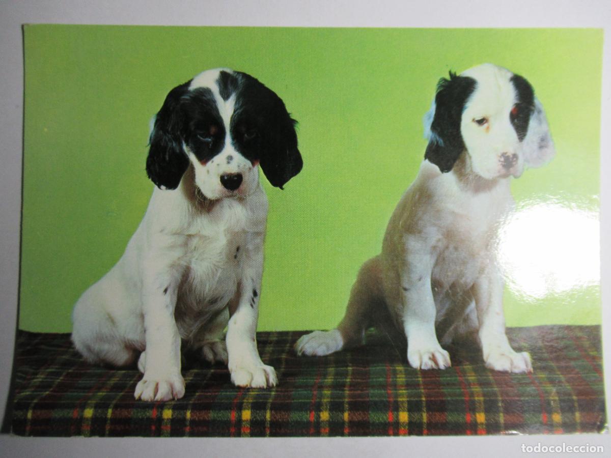 Postales: Postal Perro perrito - Foto 1