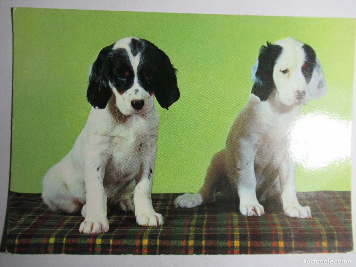 Postales: Postal Perro perrito - Foto 1