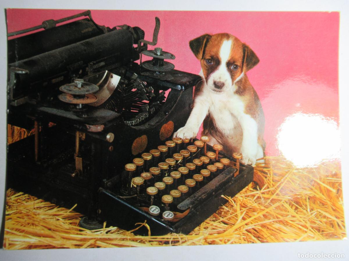 Postales: Postal Perro perrito - Foto 1