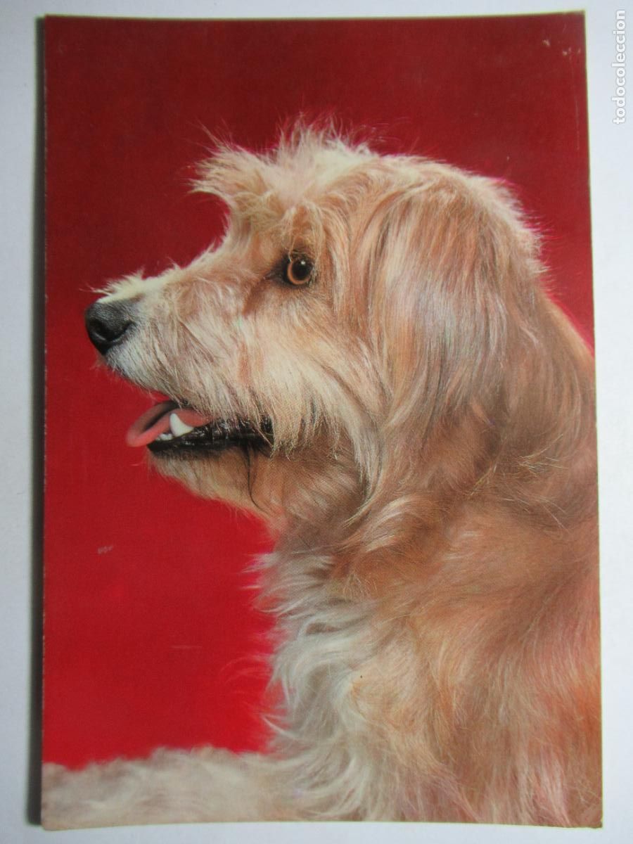 Postales: Postal Perro perrito - Foto 1
