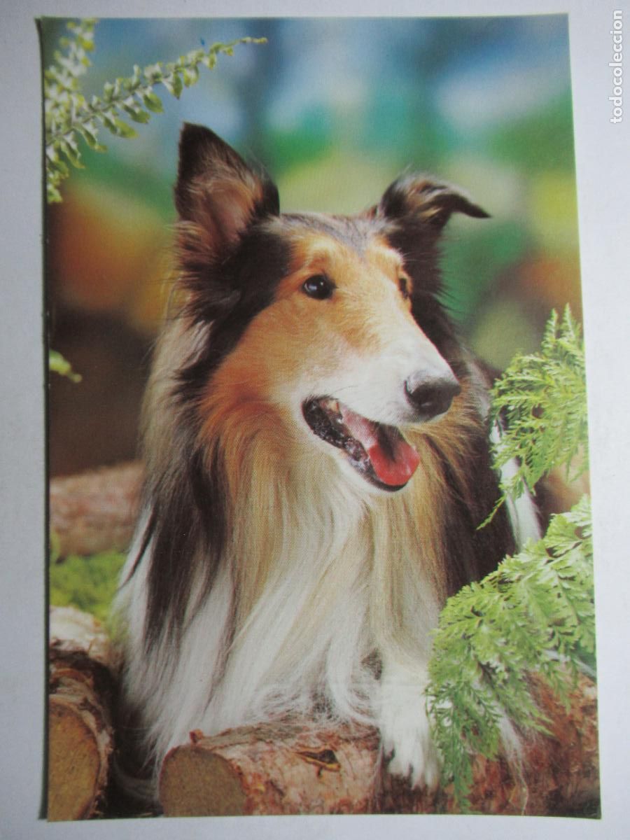 Postales: Postal Perro perrito - Foto 1