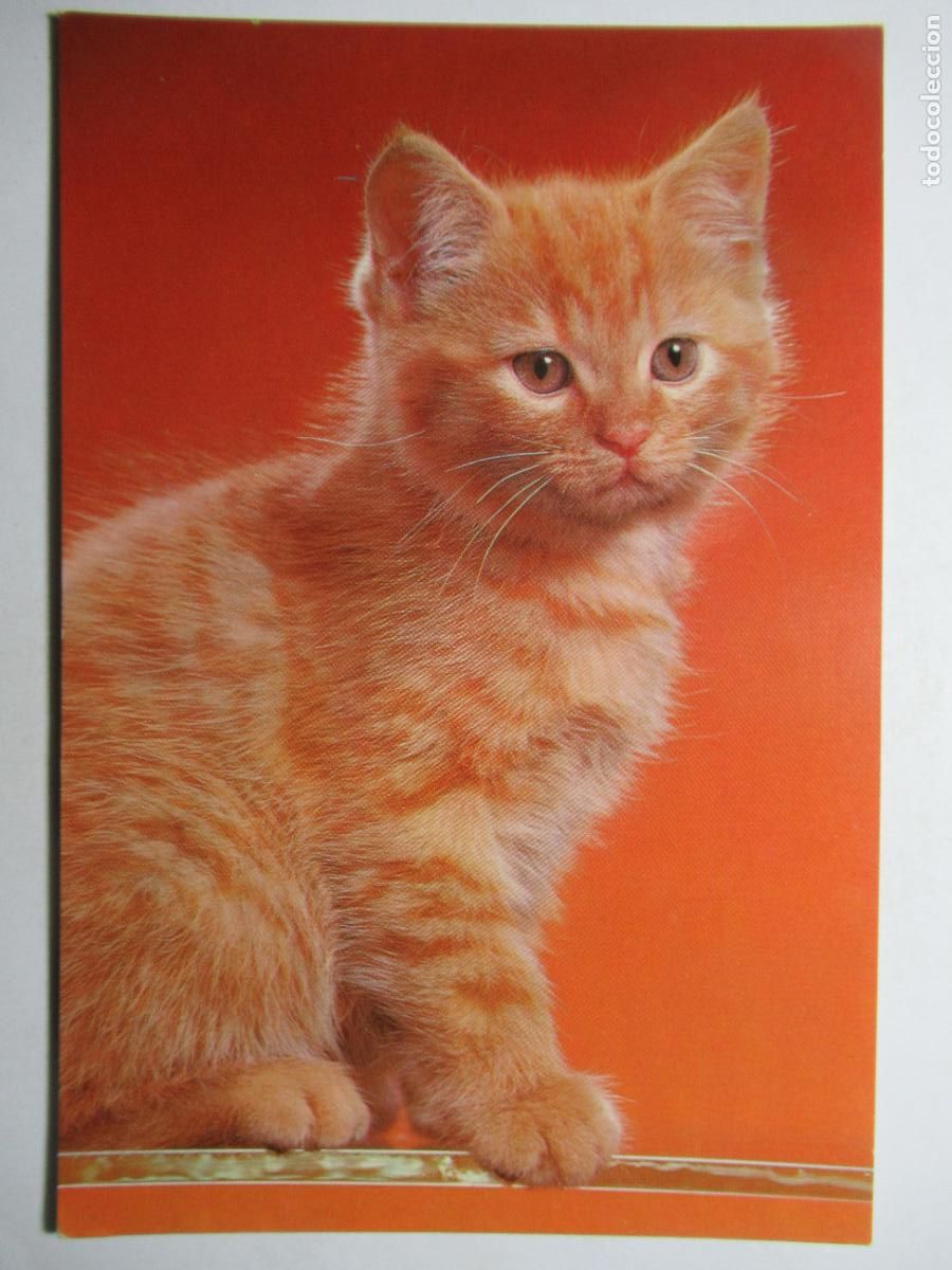Postales: Postal Gato Gatito - Foto 1