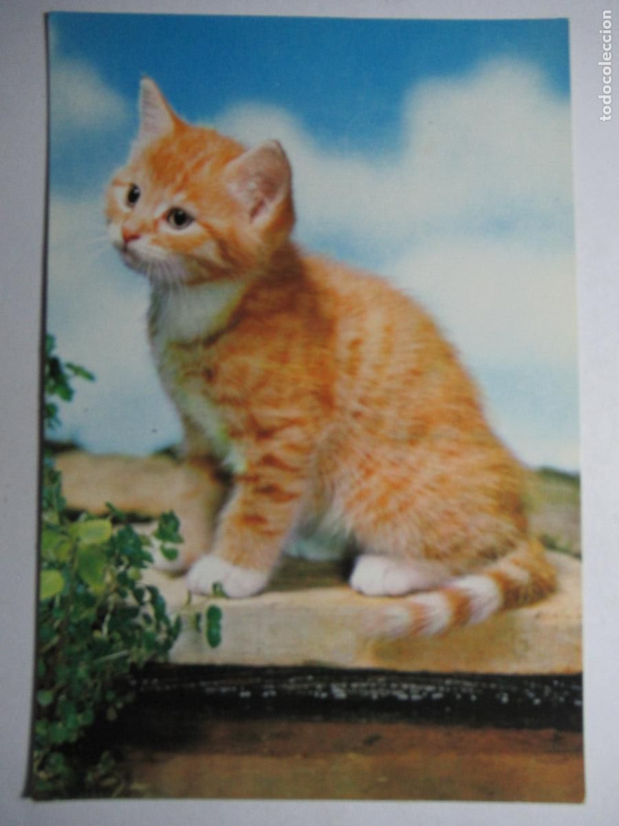 Postales: Postal Gato Gatito - Foto 1