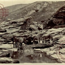Postales: RPPC DONKEYS TAKING A REST IN THE MOUNTAINS, REAL PHOTO BURROS ANE DONKEY EZEL ANIMALES ANIMALS