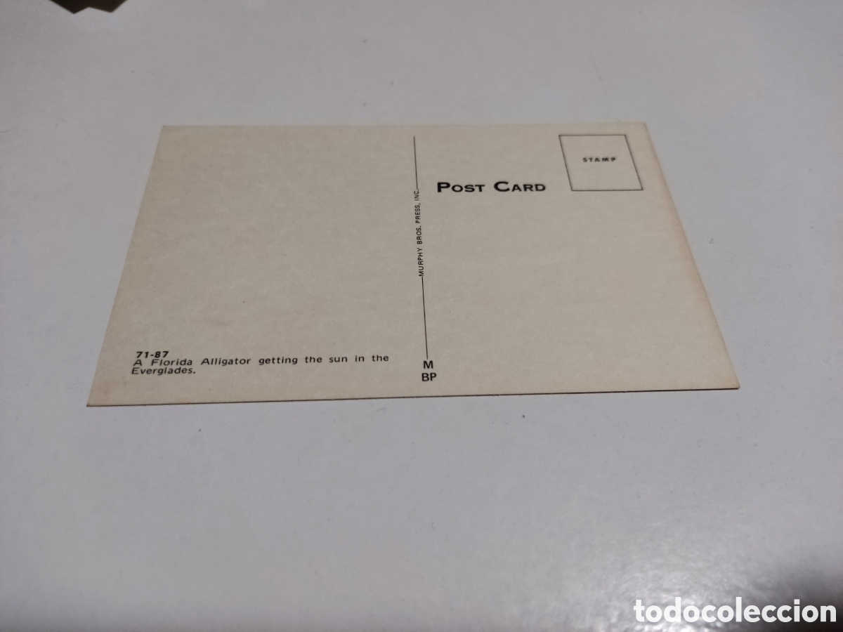 Postales: Postal Florida caim&aacute;n - Foto 2