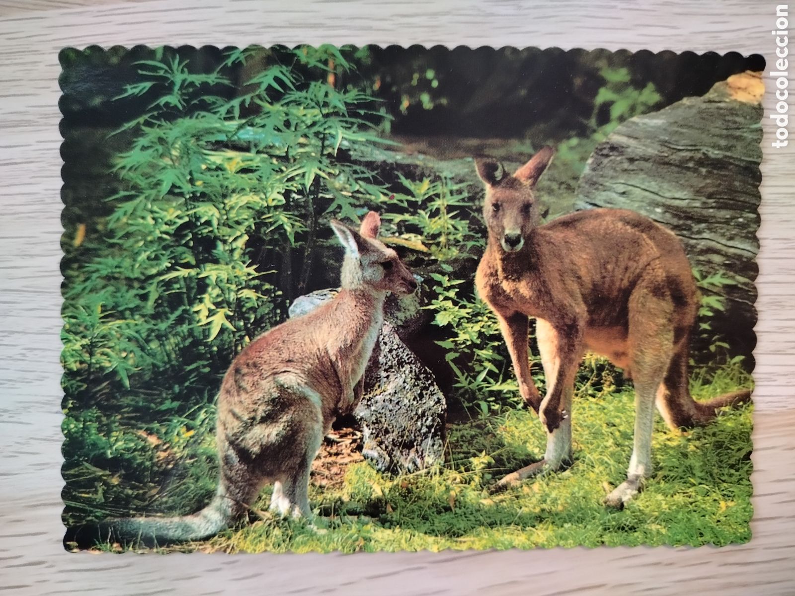 Postales: POSTAL ANIMALES - Foto 1