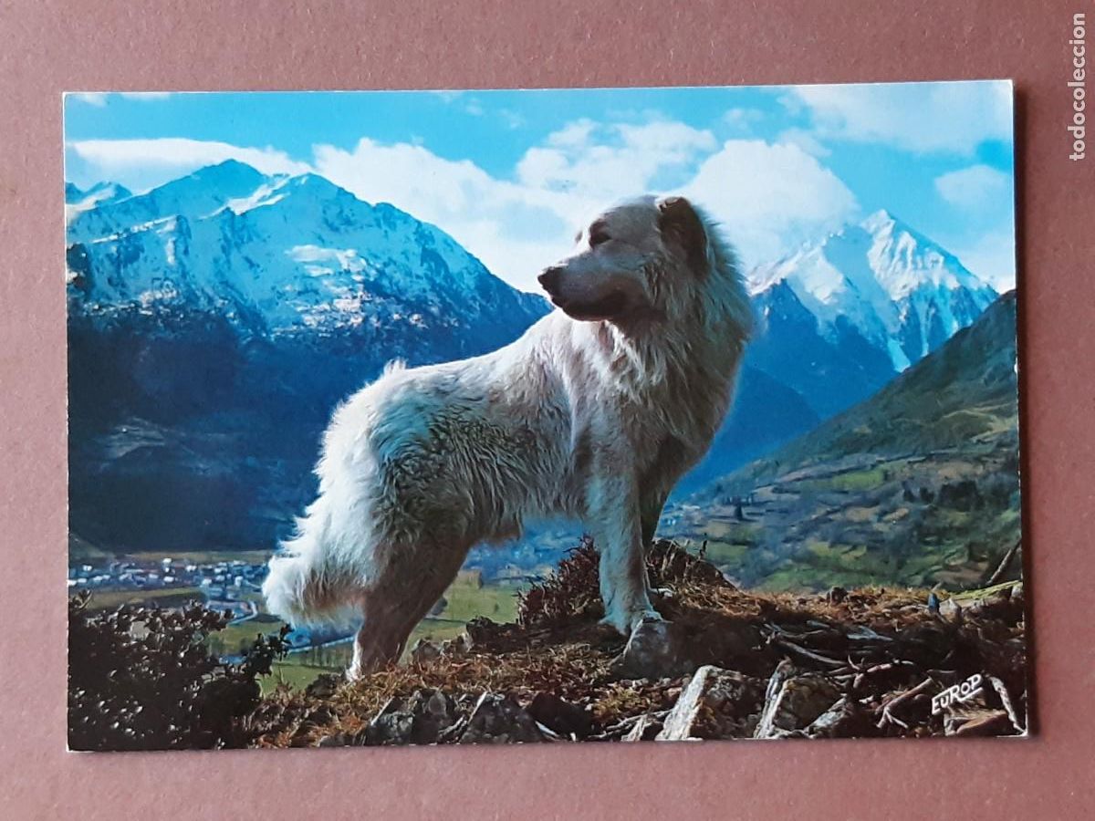 Cartes Postales: POSTAL 413 EUROLUX. 1017 CHIEN DES PYR&Eacute;N&Eacute;ES DANS LA MONTAGNE. FRANCIA. SIN CIRCULAR.
