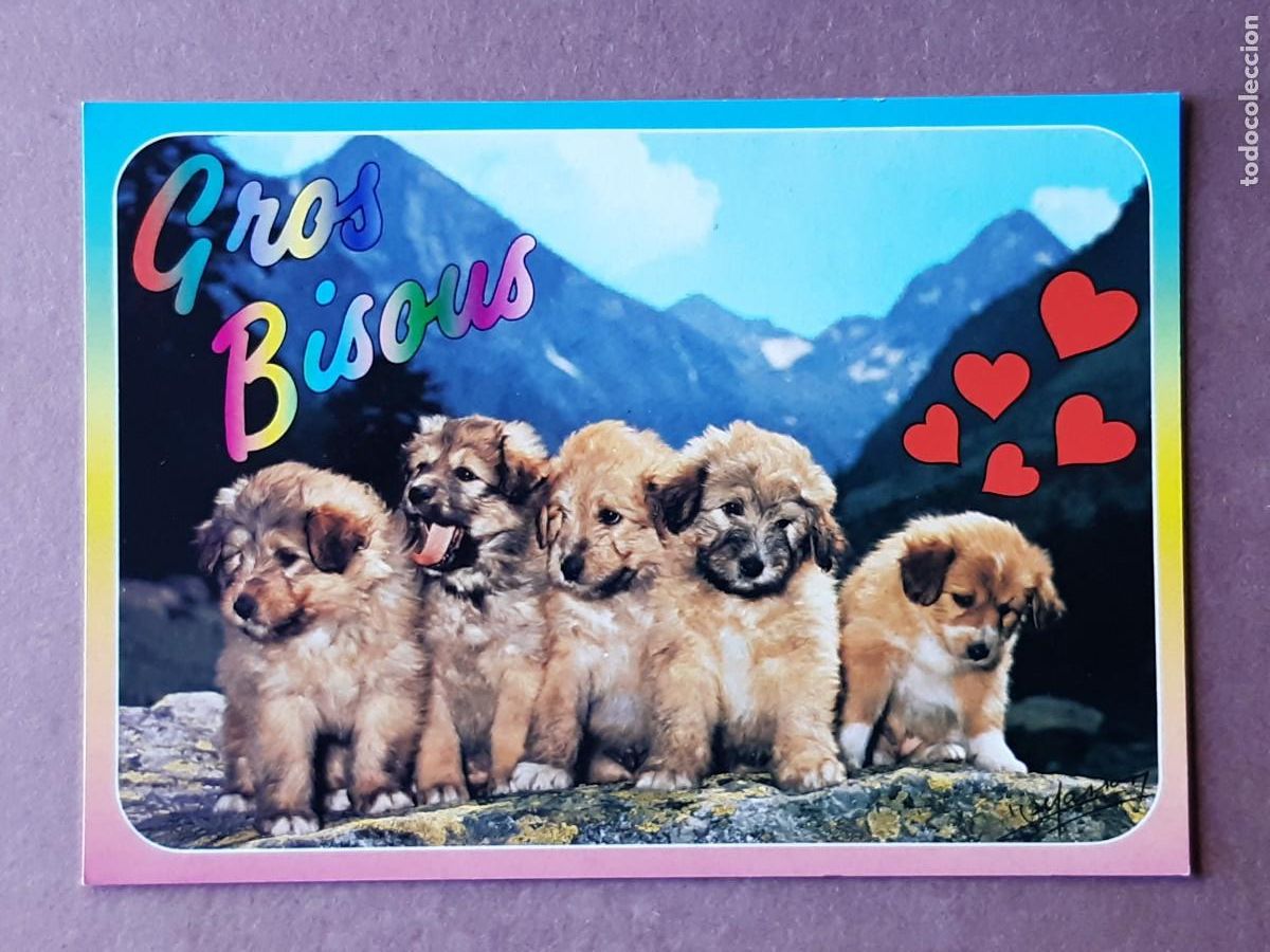 Cartes Postales: POSTAL 10 081 MASSON. LA FAMILLE DES JEUNES LABRITS. FRANCIA. SIN CIRCULAR.