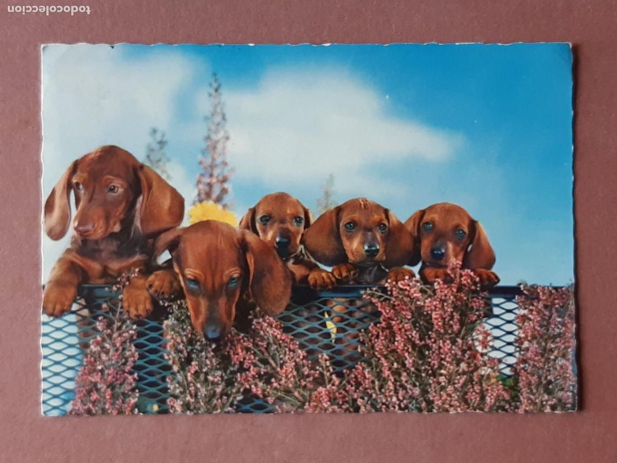 Cartes Postales: POSTAL 1850/2 D3. PERROS. ITALIA. CIRCULADA 1964.