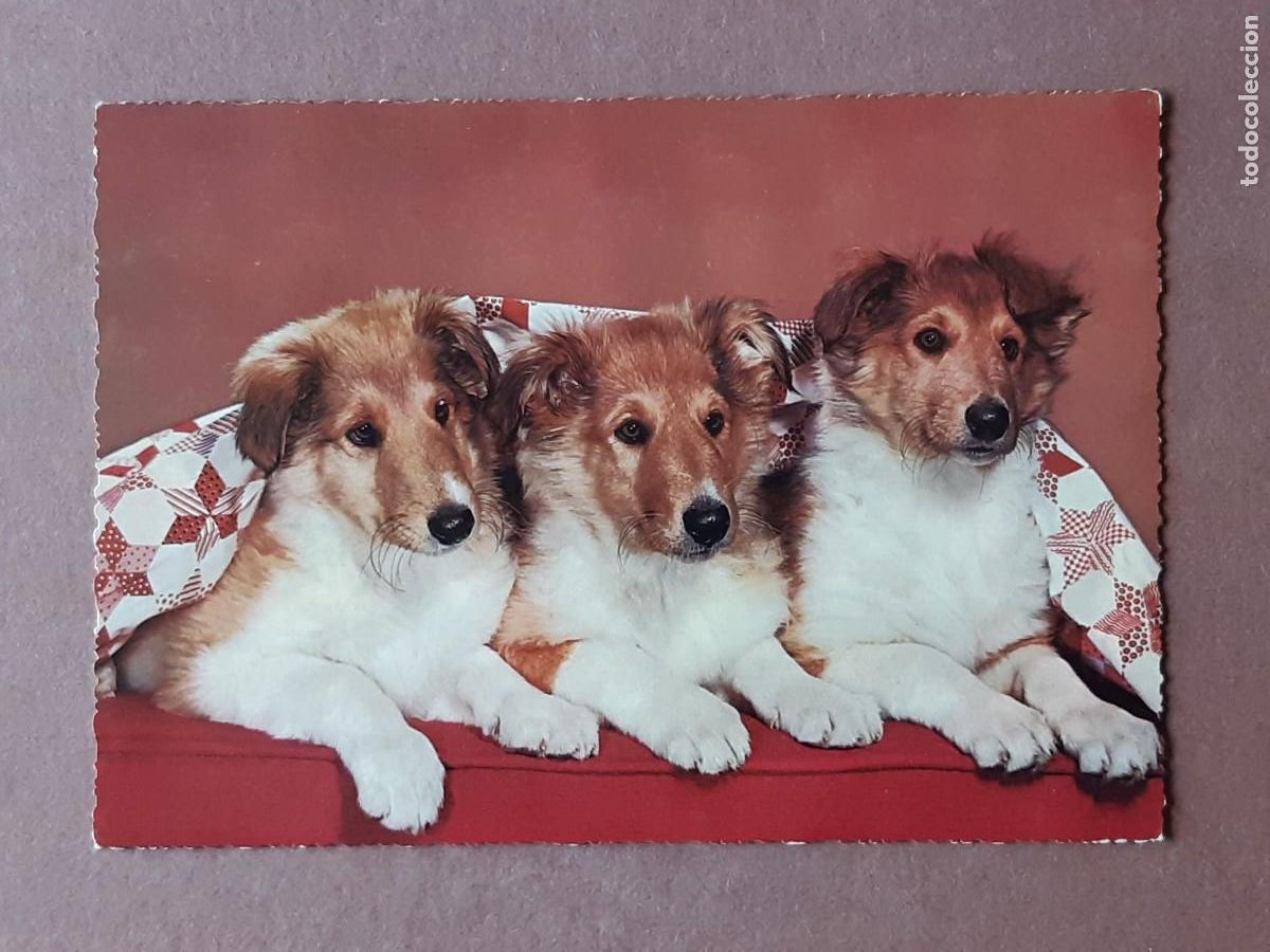 Postales: POSTAL FAIKH. PERROS. ALEMANIA. SIN CIRCULAR. - Foto 1