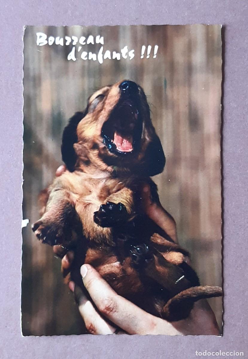Postales: POSTAL 9920 IRIS. JAEGER. PERRO. ITALIA. SIN CIRCULAR. - Foto 1