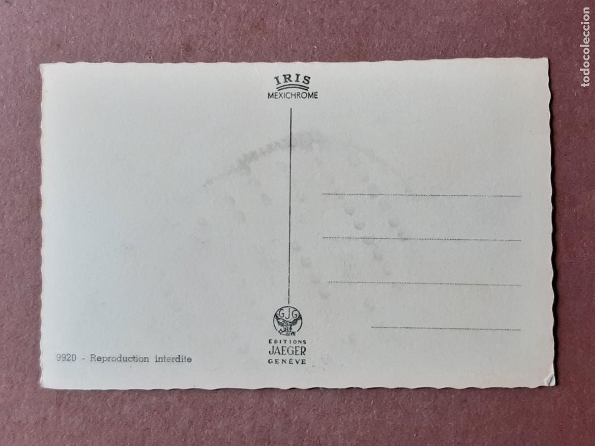 Postales: POSTAL 9920 IRIS. JAEGER. PERRO. ITALIA. SIN CIRCULAR. - Foto 2