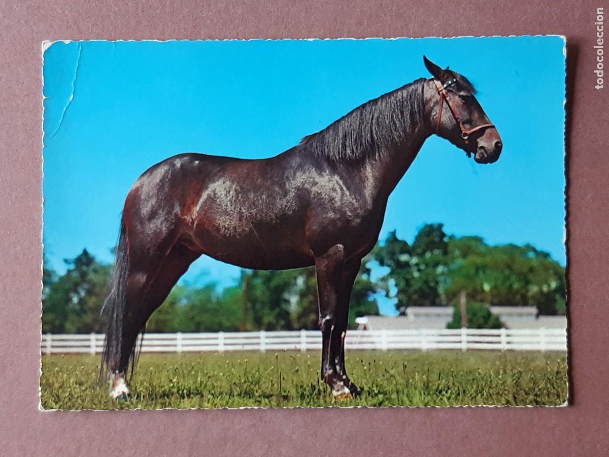 Cartes Postales: POSTAL 368 CECAMI. CABALLO. ITALIA. ESCRITA SIN CIRCULAR.