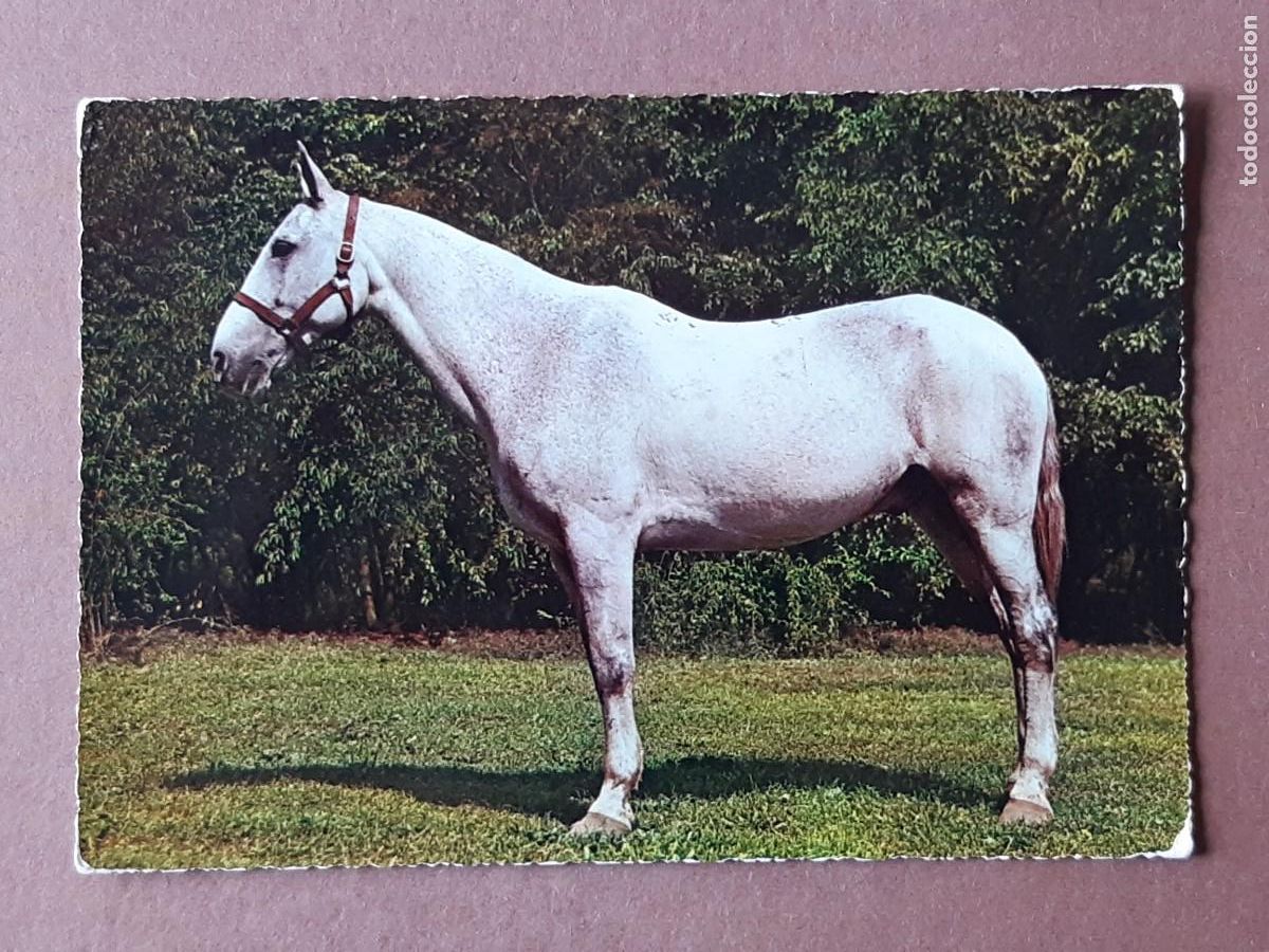 Cartes Postales: POSTAL 368 CECAMI. CABALLO. ITALIA. SIN CIRCULAR.