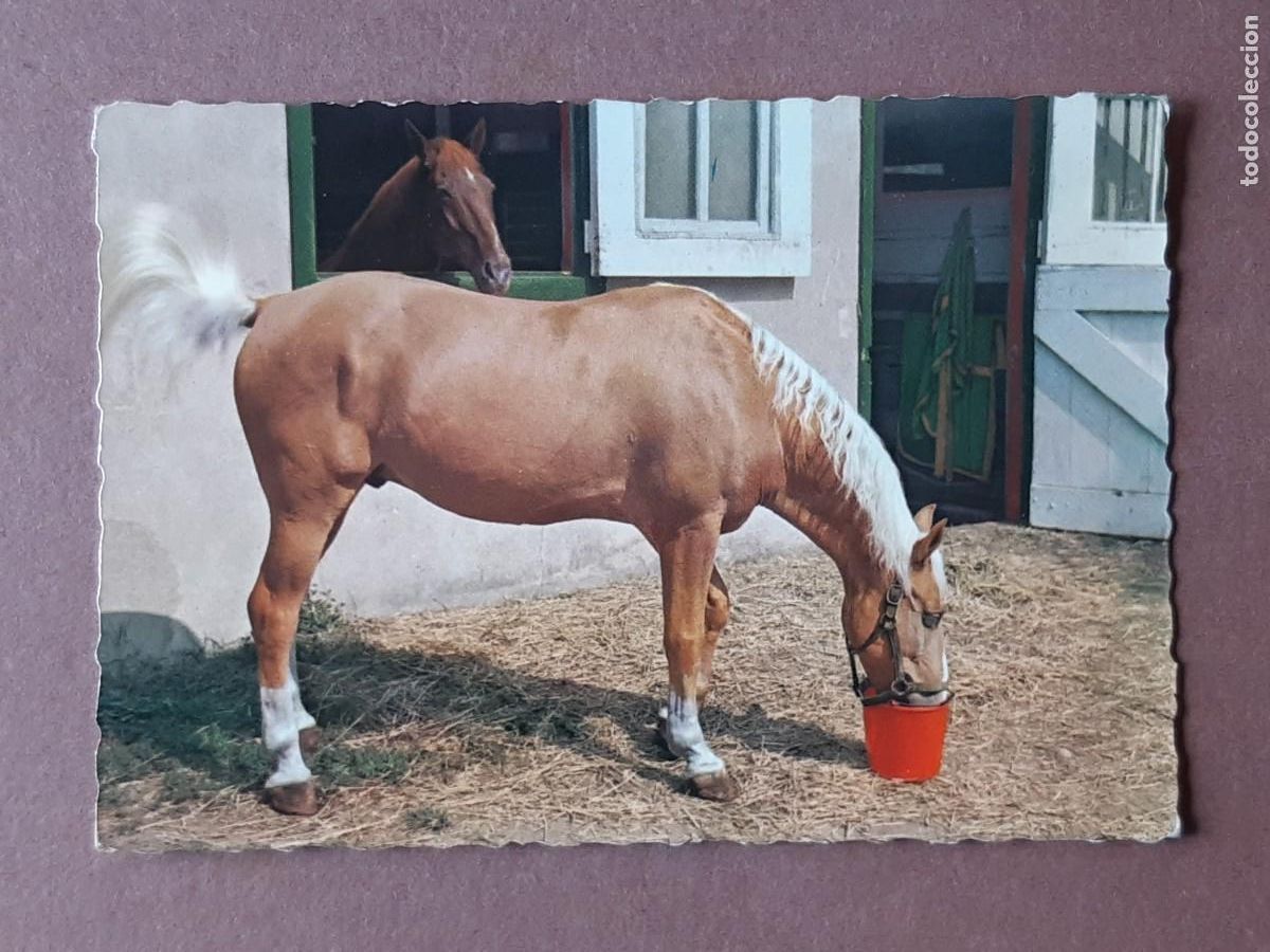 Cartes Postales: POSTAL 1854/1 D3. CABALLO. ITALIA. SIN CIRCULAR.