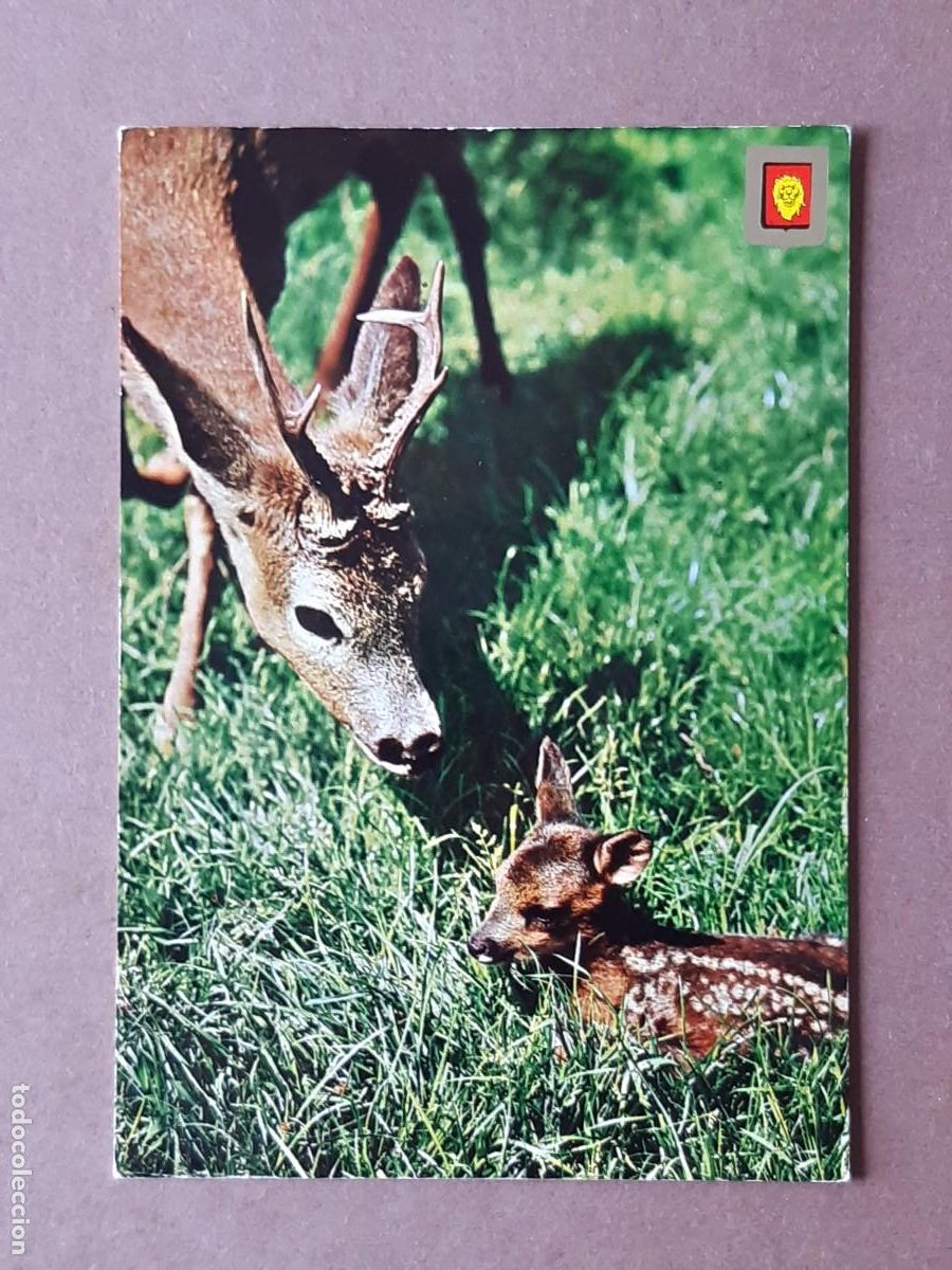 Cartes Postales: POSTAL 9 FISA. ESCUDO DE ORO. ANIMALES SALVAJES. 1970. SIN CIRCULAR.