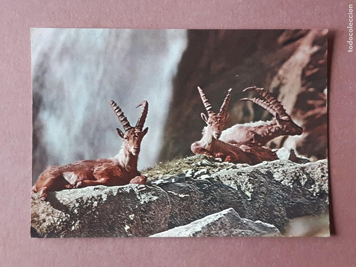 Cartes Postales: POSTAL R 162/7 ROTALCOLOR. ITALIA. SIN CIRCULAR.