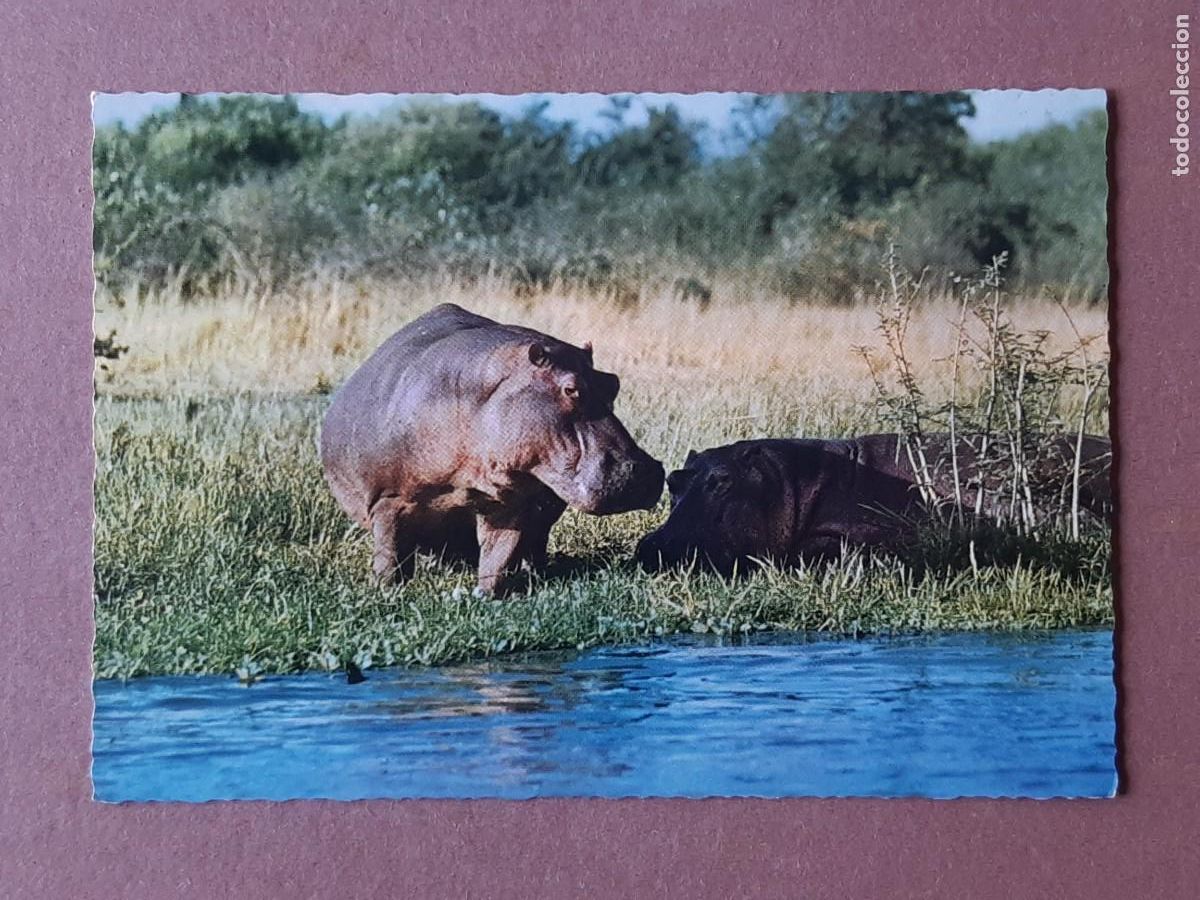 Postales: POSTAL 2 JUMBO. VITA NOVA. HIPPOPOTAMES. HIPOP&Oacute;TAMOS. HOLANDA. SIN CIRCULAR.