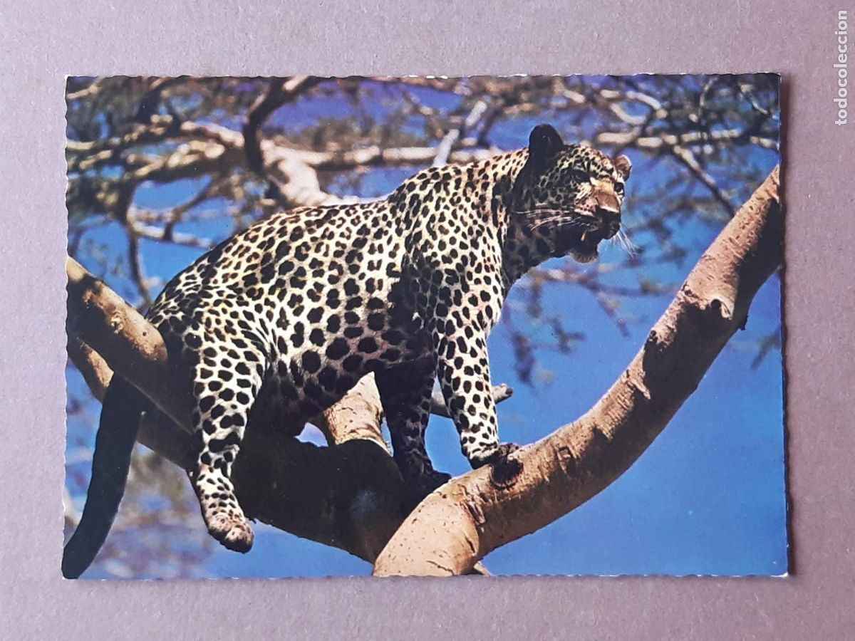 Postales: POSTAL 5 JUMBO. VITA NOVA. LUIPAARD. L&Eacute;OPARD. LEOPARDO. HOLANDA. SIN CIRCULAR.