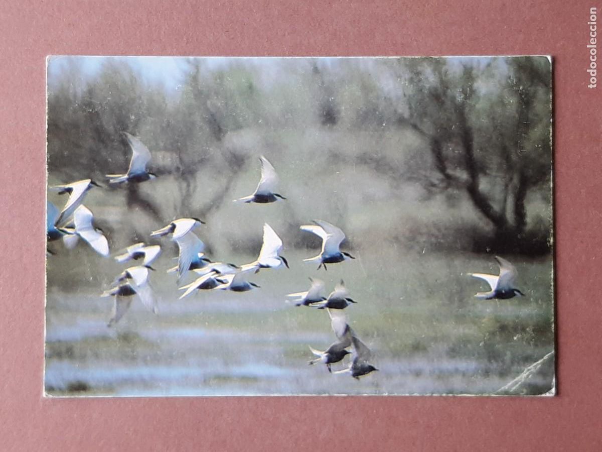 Postales: POSTAL CANIG&Oacute;. FUMAREL CARIBLANCO. FUMARELLS CARABLANCS. 1981. SIN CIRCULAR.