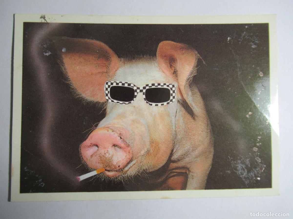 Postales: Cerdo cochino c&oacute;mico Al Capone - Foto 1