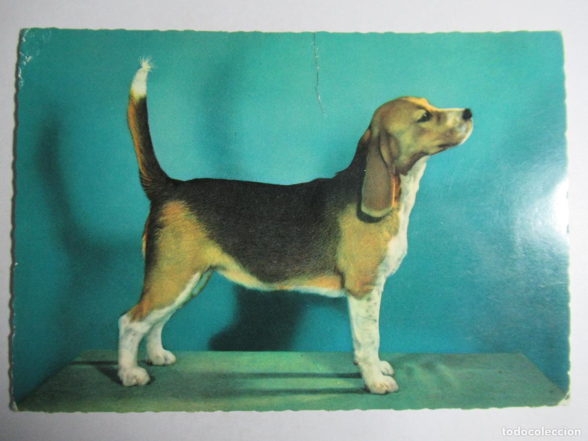 Postales: Postal perro - Foto 1