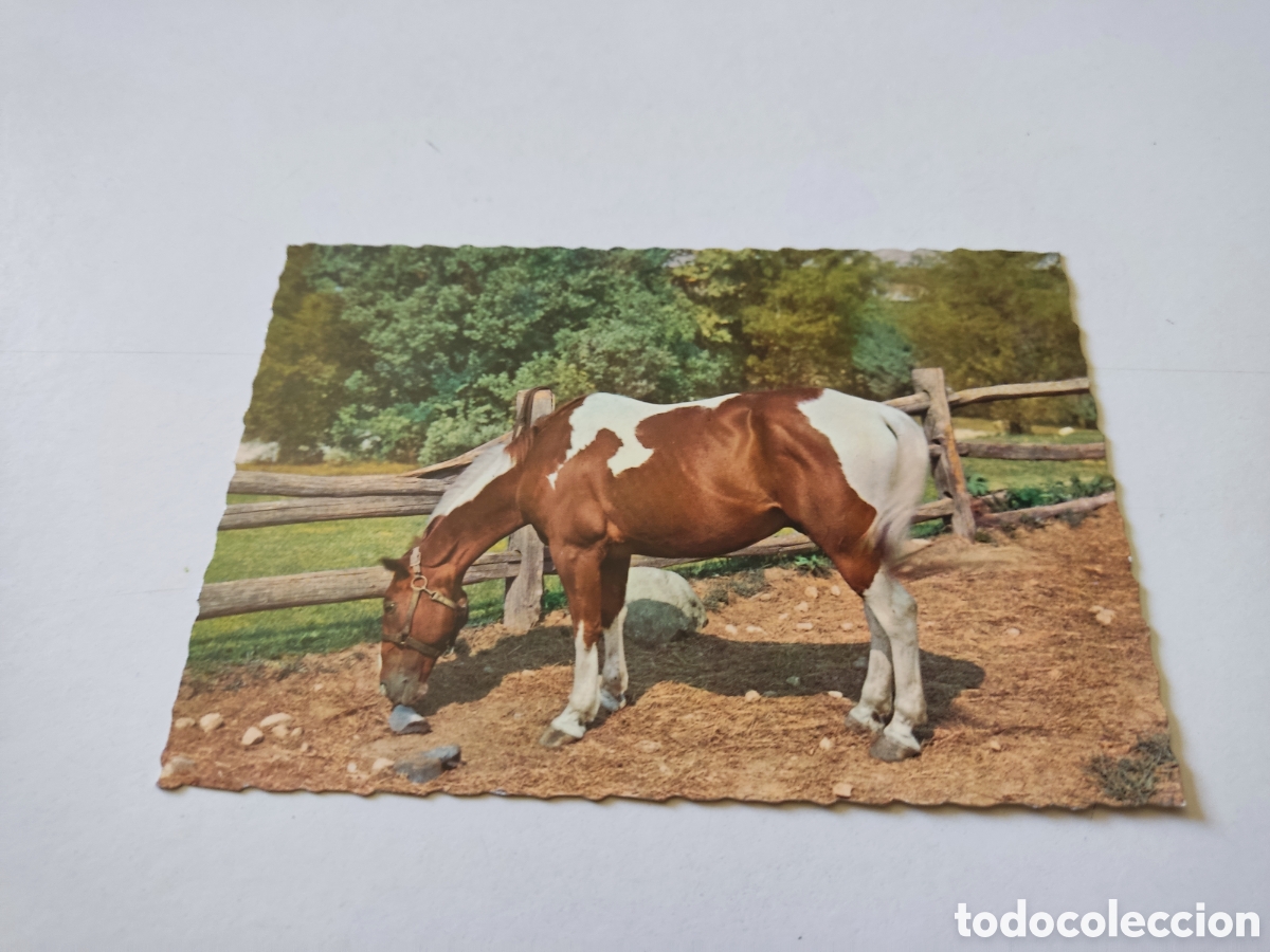 Postal caballo