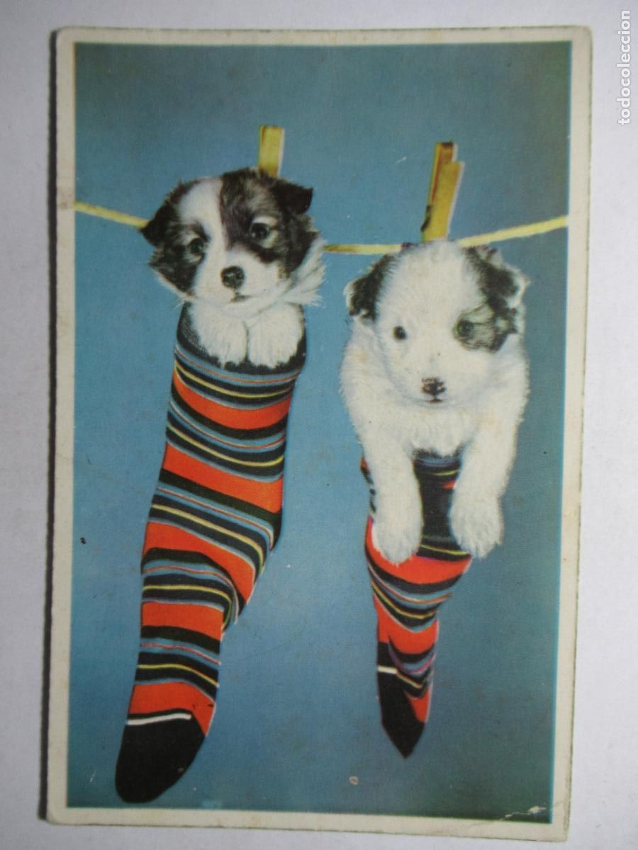 Postales: Postal Perritos Cachorros - Foto 1