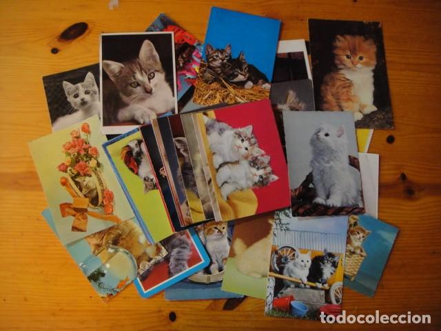 Postales: gatos - 41 postales - Foto 1