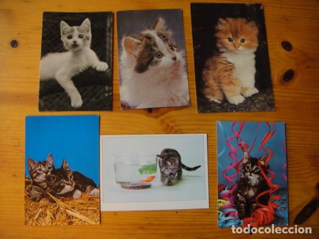 Postales: gatos - 41 postales - Foto 2